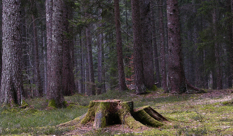 Giro in abetaia e pineta.